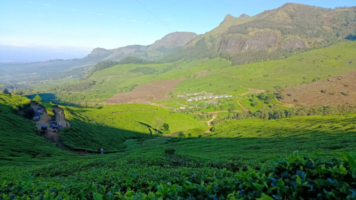കൊളുക്കുമലയിലെ തേയിലക്കുന്നുകൾ